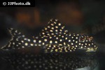 scobinancistrus species l048 scobinancistrus species l048