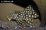 scobinancistrus species l048 scobinancistrus species l048