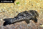 scobinancistrus species l048 scobinancistrus species l048