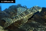 scobinancistrus species l048 scobinancistrus species l048