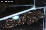 scobinancistrus species l253 scobinancistrus species l253