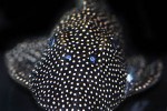 scobinancistrus species l253 scobinancistrus species l253