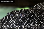 scobinancistrus species l253 scobinancistrus species l253
