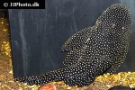 scobinancistrus species l253 scobinancistrus species l253
