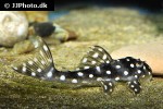 scobinancistrus species l368 scobinancistrus species l368