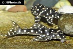 scobinancistrus species l368 scobinancistrus species l368