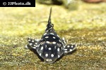 scobinancistrus species l368 scobinancistrus species l368