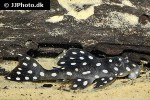 scobinancistrus species l368 scobinancistrus species l368