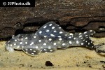 scobinancistrus species l368 scobinancistrus species l368