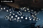 scobinancistrus species l368 scobinancistrus species l368