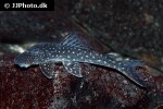 stellantia siderea stellantia siderea