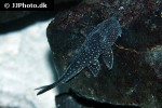 stellantia siderea stellantia siderea
