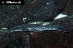 stellantia siderea stellantia siderea