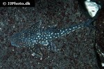 stellantia siderea stellantia siderea