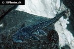 stellantia siderea stellantia siderea
