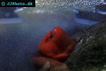 actinia equina beadlet anemone actinia equina beadlet anemone