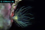 aiptasia spp glass anemone aiptasia spp glass anemone