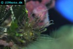 aiptasia spp glass anemone aiptasia spp glass anemone