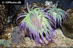 anemonia viridis snakelocks anemone anemonia viridis snakelocks anemone