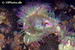 anthopleura elegantissima aggregating anemone anthopleura elegantissima aggregating anemone