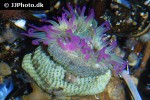 anthopleura elegantissima aggregating anemone anthopleura elegantissima aggregating anemone