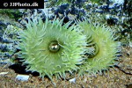 anthopleura xanthogrammica giant green anemone anthopleura xanthogrammica giant green anemone