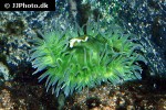 anthopleura xanthogrammica giant green anemone anthopleura xanthogrammica giant green anemone