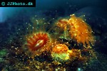 caryophyllia smithii devonshire cup coral caryophyllia smithii devonshire cup coral