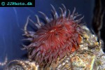 caryophyllia smithii devonshire cup coral caryophyllia smithii devonshire cup coral