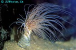 cerianthus membranaceus coloured tube anemone cerianthus membranaceus coloured tube anemone