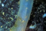 ciona intestinalis sea squirt ciona intestinalis sea squirt