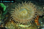 cribrinopsis fernaldi crimson anemone cribrinopsis fernaldi crimson anemone
