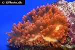 entacmaea quadricolor bubbletip anemone entacmaea quadricolor bubbletip anemone