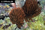 entacmaea quadricolor bubbletip anemone entacmaea quadricolor bubbletip anemone