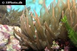 entacmaea quadricolor bubbletip anemone entacmaea quadricolor bubbletip anemone