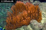 entacmaea quadricolor bubbletip anemone entacmaea quadricolor bubbletip anemone