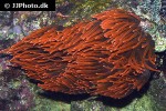 entacmaea quadricolor bubbletip anemone entacmaea quadricolor bubbletip anemone