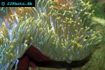 heteractis crispa sebae anemone heteractis crispa sebae anemone