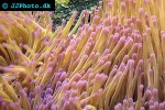 heteractis crispa sebae anemone heteractis crispa sebae anemone