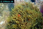 heteractis magnifica sebae anemone heteractis magnifica sebae anemone