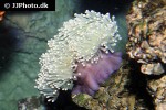 heteractis magnifica sebae anemone heteractis magnifica sebae anemone