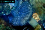 heteractis malu sebae anemone heteractis malu sebae anemone