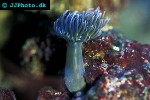 heteractis malu sebae anemone heteractis malu sebae anemone
