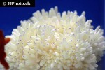heteractis malu sebae anemone heteractis malu sebae anemone