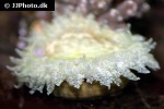 heteractis species aff aurora beaded sea anemone heteractis species aff aurora beaded sea anemone