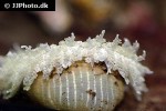 heteractis species aff aurora beaded sea anemone heteractis species aff aurora beaded sea anemone