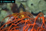 macrodactyla doreensis corkscrew anemone macrodactyla doreensis corkscrew anemone