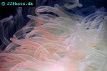 macrodactyla doreensis corkscrew anemone macrodactyla doreensis corkscrew anemone