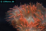 macrodactyla doreensis corkscrew anemone macrodactyla doreensis corkscrew anemone