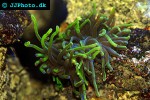 macrodactyla spp long tentacle anemone macrodactyla spp long tentacle anemone